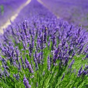 lavender-1595587-1280