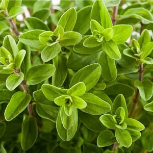 mercankosk