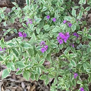 prostanthera-ovalifolia-variegata-alac-3019-9