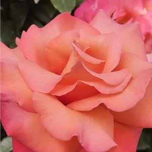 Yarı Bodur Gül - Somon Gülü