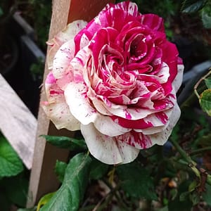 Bodur Gül - Pembe Beyaz Melez