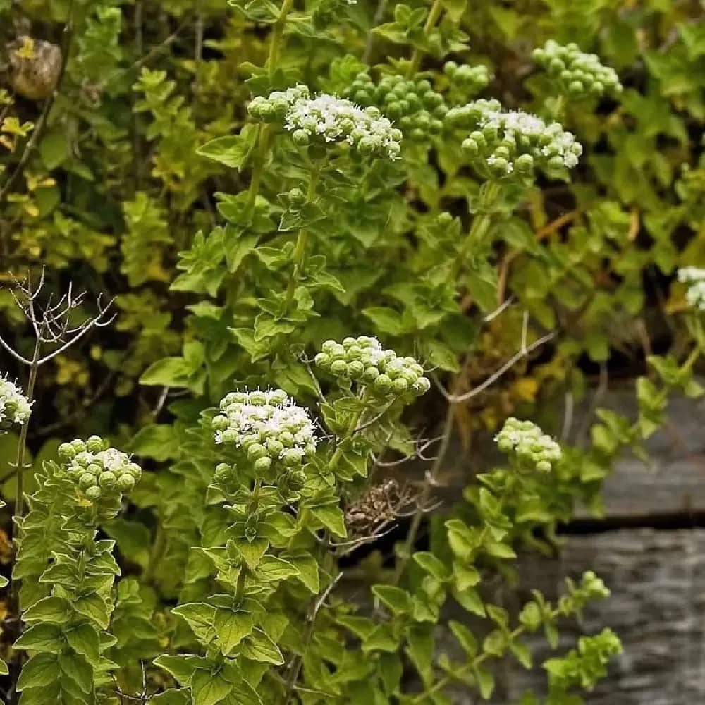 bilyali-kekik-fidesi-origanum-onites-1